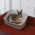 Изображение 1 - Ferplast L305 Туалет для кроликів