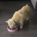 Изображение 1 - Outward Hound Fun Feeder Slo Bowl Миска-лабіринт для собак рожева