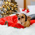 Изображение 1 - Pet-Fashion Christmas Аксесуар Ріжки