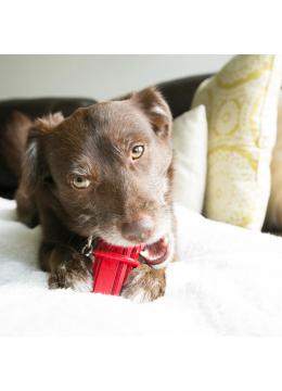 KONG Dental Stick іграшка