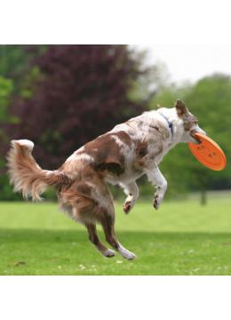 Trixie Dog Activity Літаючий диск