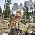 Изображение 1 - Ferplast Easy P Brown Шлея нейлоновая для собак и котов