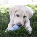 Изображение 1 - Kong Puppy игрушка