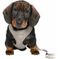 Изображение 1 - Trixie Junior Soft Harness Шлейка с поводком светло-серая
