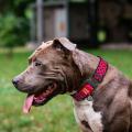 Изображение 1 - Collar WauDog Nylon Арбуз нейлоновый ошейник с металлической пряжкой