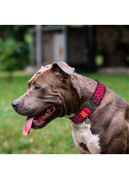 Collar WauDog Nylon Арбуз нейлоновый ошейник с металлической пряжкой