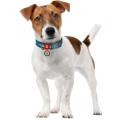 Изображение 1 - Collar WauDog Nylon Патрон нейлоновый ошейник
