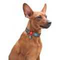 Изображение 1 - Collar Waudog Re-Cotton с qr паспортом серый