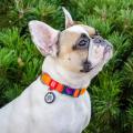 Изображение 1 - Collar WauDog Nylon Recycled c qr Паспортом Оранжевый