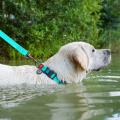 Изображение 1 - Collar WauDog Waterproof Ошейник Флуоресцентный с QR-Паспортом Пластик