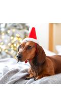 Pet-Fashion Christmas Акссесуар Колпак