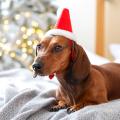 Изображение 1 - Pet-Fashion Christmas Акссесуар Колпак