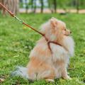 Изображение 1 - Collar WauDog Soft Шлея - поводок з qr паспортом,коричневая