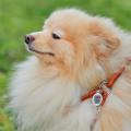 Изображение 1 - Collar WauDog Soft Шлея - поводок з qr паспортом,коричневая