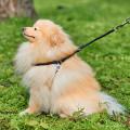 Изображение 1 - Collar WauDog Soft Шлея - поводок з qr паспортом,черная