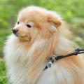 Изображение 1 - Collar WauDog Soft Шлея - поводок з qr паспортом,черная