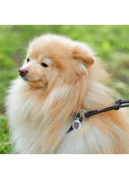 Collar WauDog Soft Шлея - поводок з qr паспортом,черная