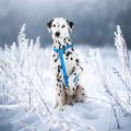 Изображение 1 - Collar Waudog Waterproof Шлея анатомическая Н-образная Блакитна