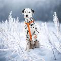 Изображение 1 - Collar Waudog Waterproof Шлея анатомическая Н-образная Помаранчева