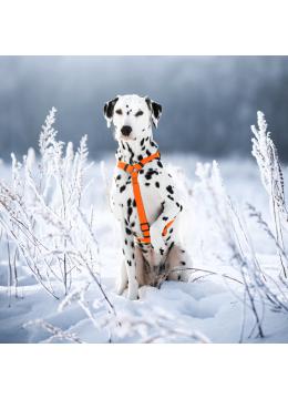 Collar Waudog Waterproof Шлея анатомическая Н-образная Помаранчева