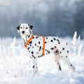 Изображение 1 - Collar Waudog Waterproof Шлея анатомическая Н-образная Помаранчева