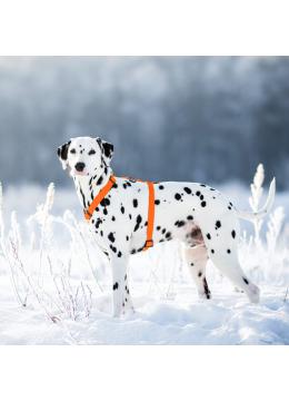 Collar Waudog Waterproof Шлея анатомическая Н-образная Помаранчева