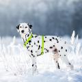Изображение 1 - Collar Waudog Waterproof Шлея анатомическая Н-образная Салатовая