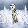 Изображение 1 - Collar Waudog Waterproof Шлея анатомическая Н-образная Салатовая