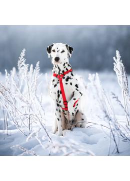 Collar Waudog Waterproof Шлея анатомическая Н-образная Красная