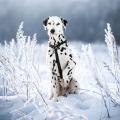 Изображение 1 - Collar Waudog Waterproof Шлея анатомическая Н-образная Черная
