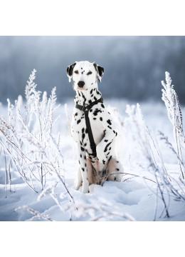 Collar Waudog Waterproof Шлея анатомическая Н-образная Черная