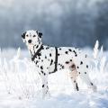 Изображение 1 - Collar Waudog Waterproof Шлея анатомическая Н-образная Черная