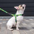 Изображение 1 - Collar WauDog Nylon Авокадо нейлоновая быстросъемная шлея