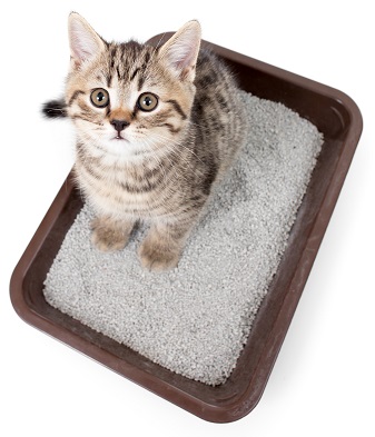 Котенок не ходит в лоток