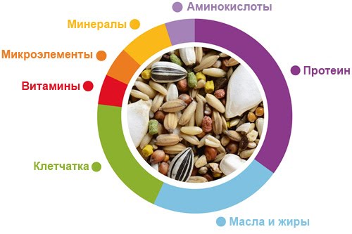 Padovan Wellness Parocchetti Australian